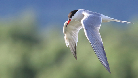 expofotografica_aves