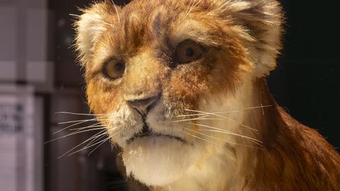 Réplica del cachorro de "Homotherium latidens" en vida