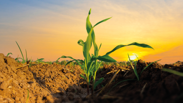 Una puesta de sol y un cultivo en primer plano