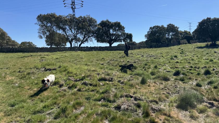 Unidad Canina del Cuerpo de Agentes Forestales La Comunidad de Madrid inicia una campaña de vigilancia para la detección de cebos envenenados en el medio natural y en terrenos cinegéticos