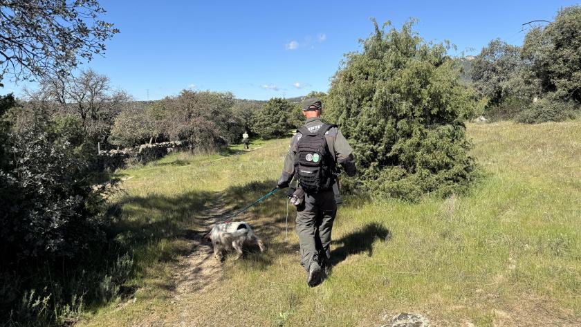 Unidad Canina del Cuerpo de Agentes Forestales La Comunidad de Madrid inicia una campaña de vigilancia para la detección de cebos envenenados en el medio natural y en terrenos cinegéticos