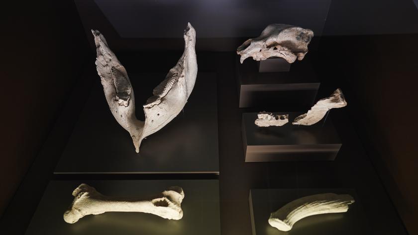 Muestra en el Museo Arqueológico y Paleontológico
