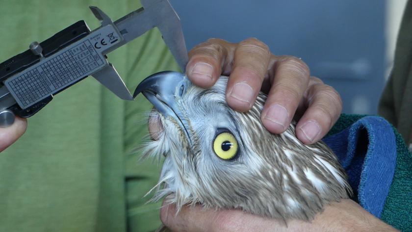 águila culebrera La Comunidad de Madrid realiza un seguimiento mediante GPS de un águila culebrera que migra entre España y África