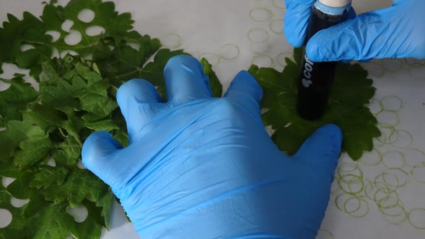 Laboratorio de Genotipado de Vid del IMIDRA