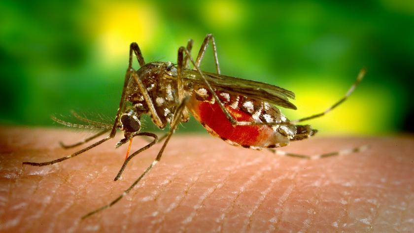 Mosquito sobre un fondo de hojas de color verde