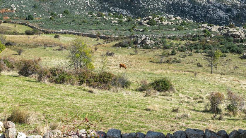 Prado en la sierra del Guadarrama Prado en la sierra del Guadarrama