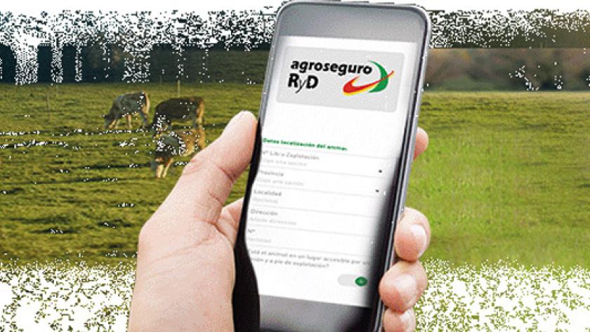 Mano con teléfono móvil con la App Retirada de animales muertos en la pantalla sobre fotografía de ganado pastando