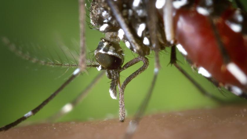 Primer plano de un mosquito tigre, Aedes albopictus