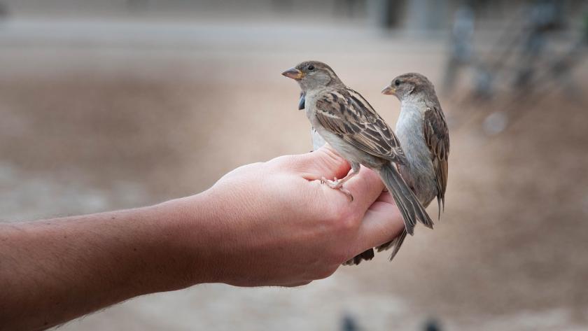 Liberar aves Dos gorriones entre las manos