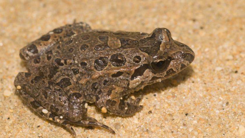 Sapillo pintojo animal
