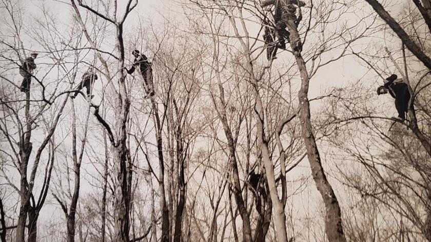 Fondo fotográfico Martín Santos Yubero Árboles podadores