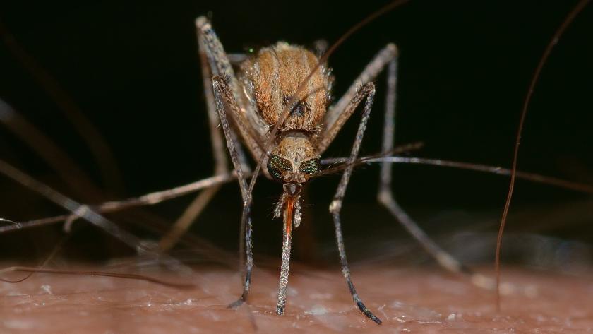 Primer plano de frente de un mosquito del género Culex