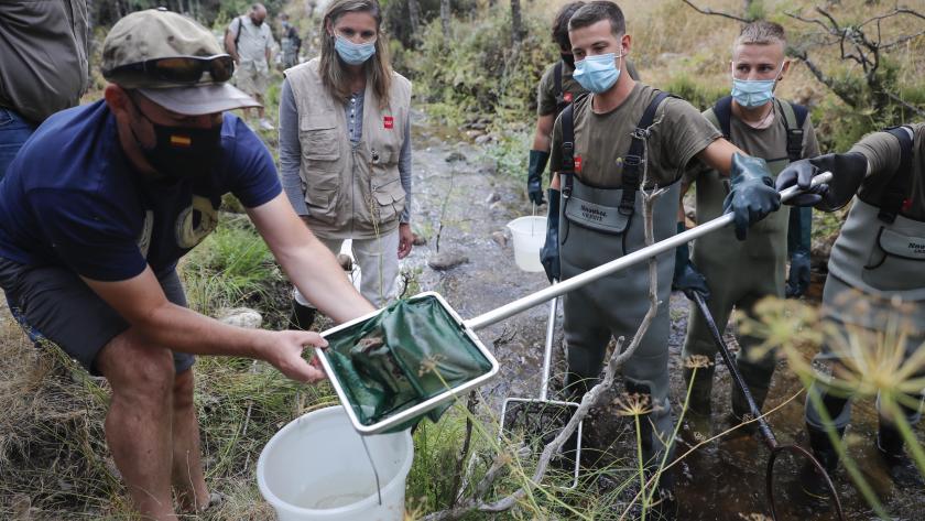 La Comunidad de Madrid inicia la campaña anual de censos y acciones de rescate de fauna piscícola en los ríos trucheros