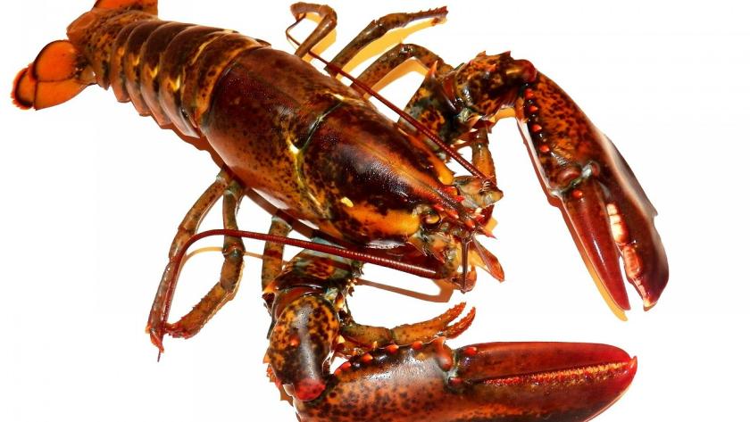 Langosta Langosta roja