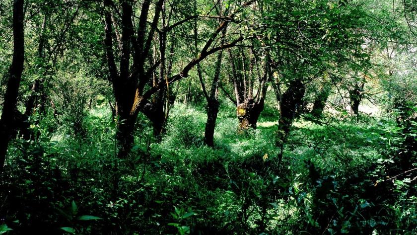 Árboles verde