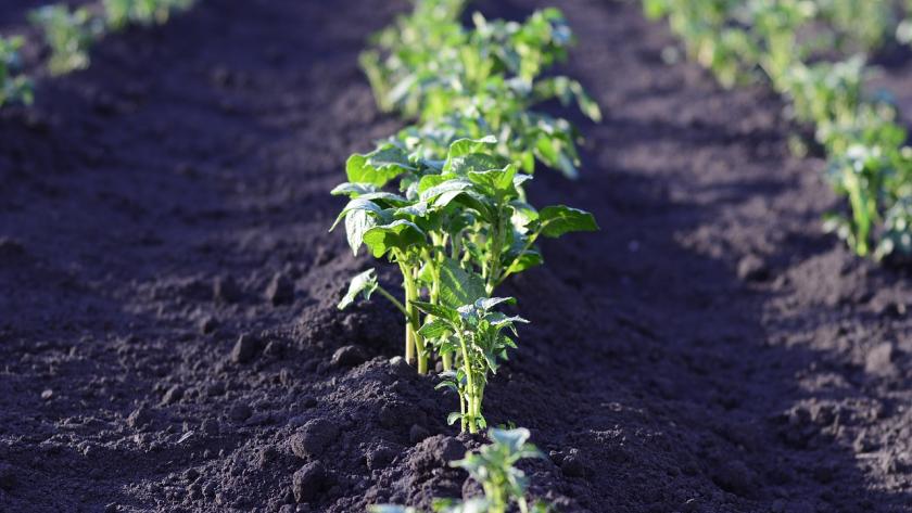 Huerta Huerto patatas