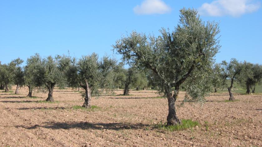 olivar olivos en hilera