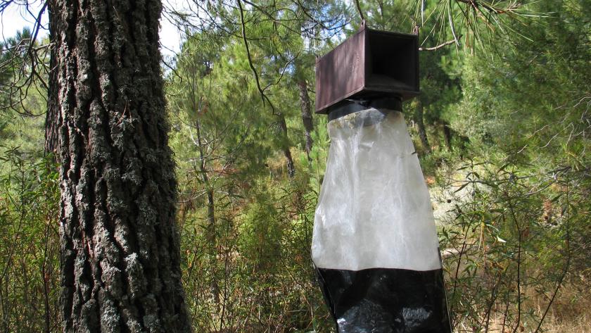 Trampa para procesionarias Bolsa de feromonas arbol