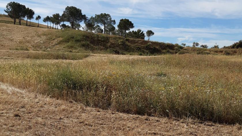 Imagen de terrenos incluidos en el Arco Verde La Comunidad de Madrid crea 18 reservas de polinizadores para mejorar la biodiversidad en los 67 primeros kilómetros de Arco Verde
