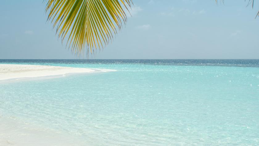 Consejos para desconectar en vacaciones Palmera y playa desierta