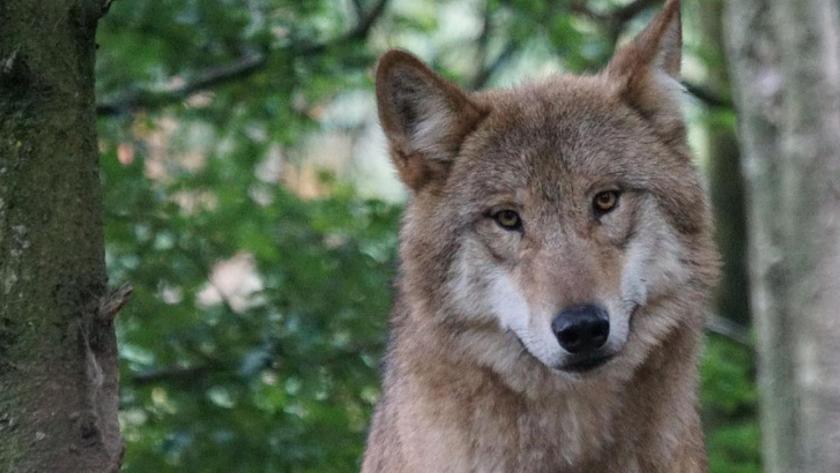 El lobo ibérico