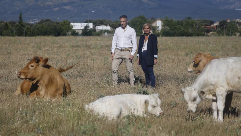 Novillo visita una ganadería de vacuno en Collado Villalba El consejero Carlos Novillo durante su visita a una ganadería de vacuno en Collado Villalba