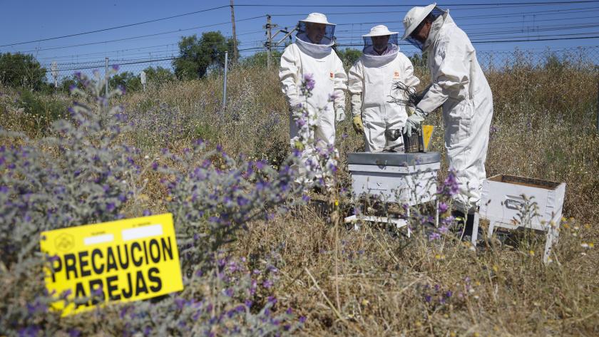 La Comunidad de Madrid previene el riesgo de incendios con el control de casi 17.000 ahumadores utilizados en apicultura Apicultores abejas