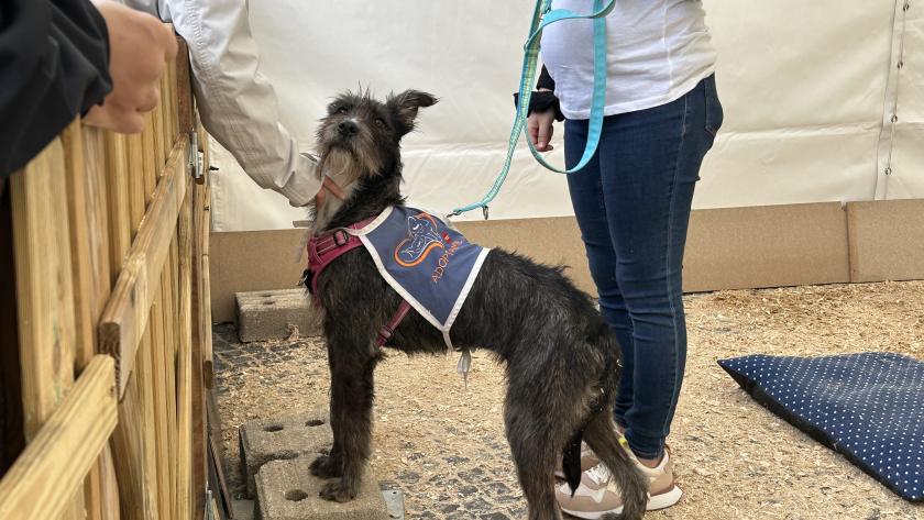 perro perro en Salón de la Adopción