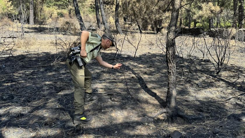 incendios forestales Agentes forestales investigando en un incendio