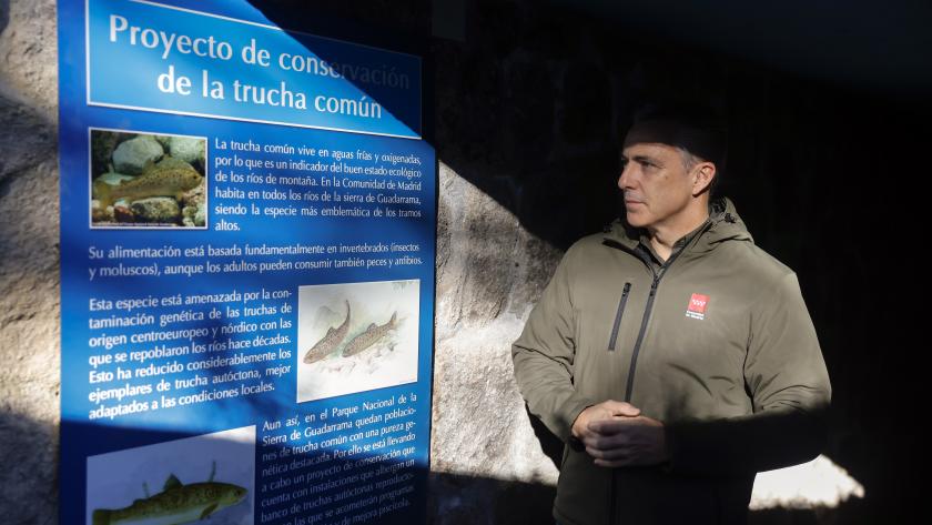 La Comunidad de Madrid inicia un proyecto para la recuperación de la trucha común en el Parque Nacional de la Sierra de Guadarrama Carlos Novillo presenta un proyecto de recuperación de la trucha común en el Parque Nacional de la Sierra de Guadarrama