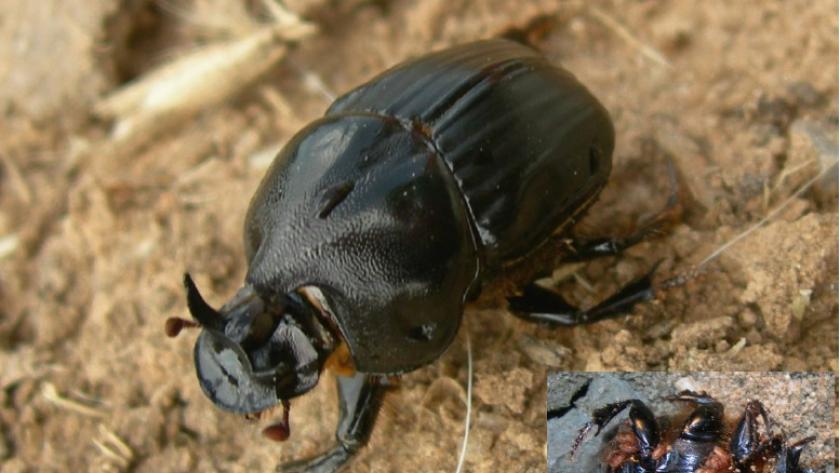 foto insecto feb 25