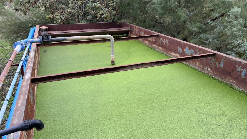 Piscina de color verde