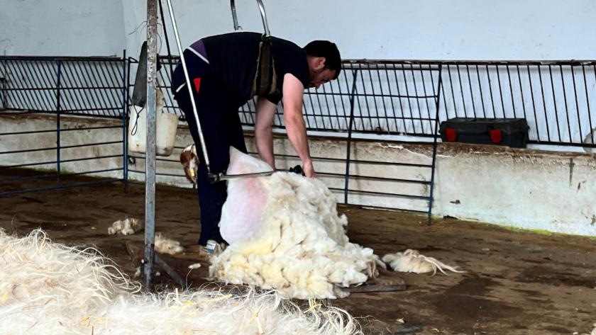 La Comunidad de Madrid preserva la tradición ganadera con el esquileo de 400 ovejas de razas autóctonas Esquileo de ovejas