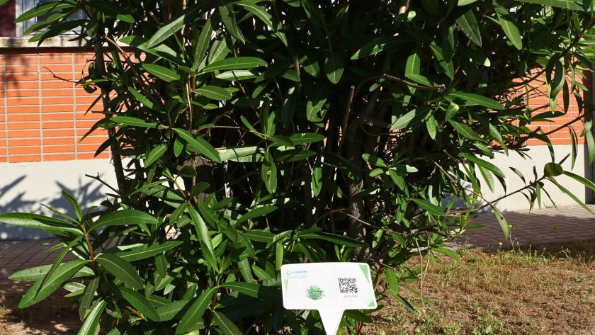 Arbusto perenne muy ornamental, de hojas alargadas y coriáceas