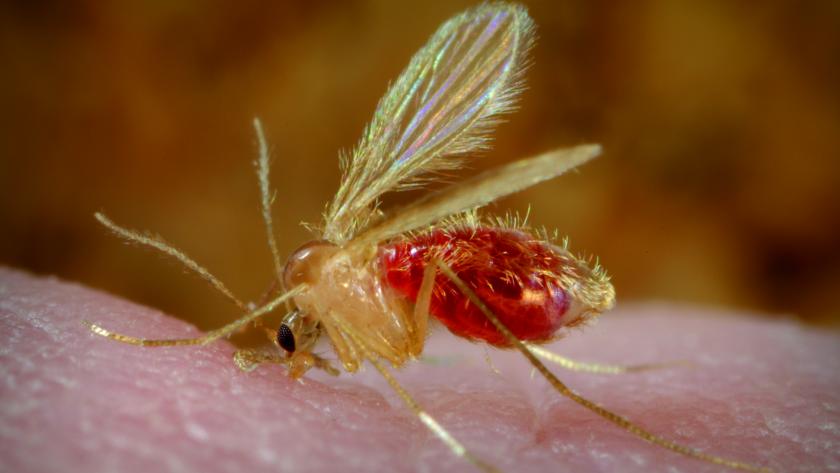 Imagen de la picadura del mosquito flebotomo, transmisor de la leishmaniosis