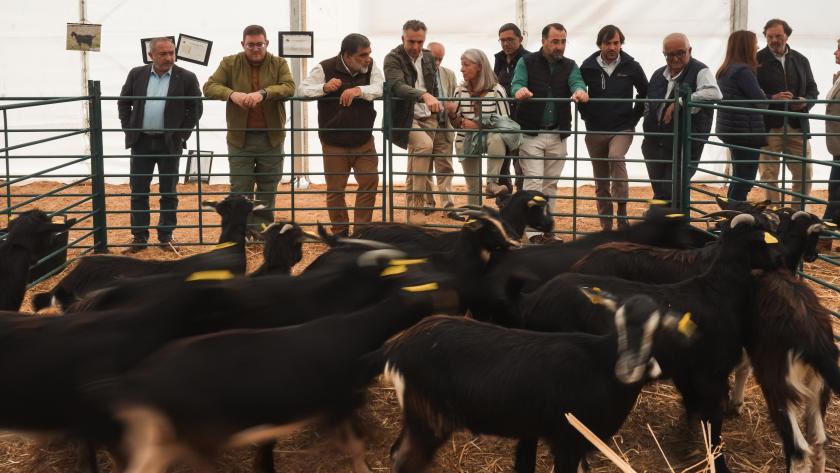 Novillo visita en Colmenar Viejo la 87 edición de la Subasta Nacional de Ganado Selecto El consejero Carlos Novillo durante la Subasta Nacional de Ganado Selecto