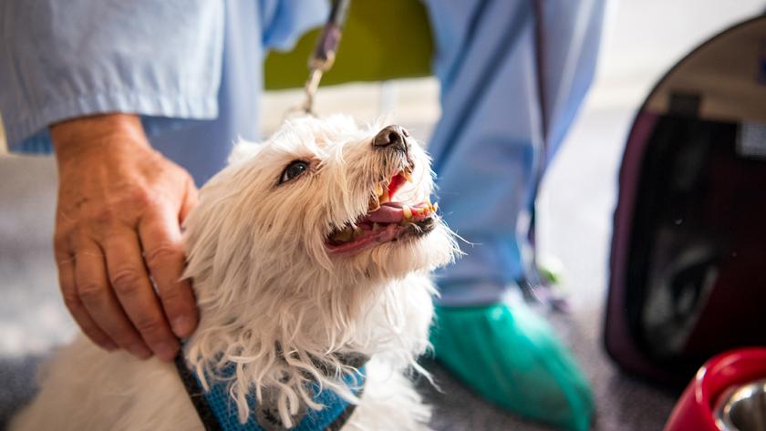 perro en el hospital 