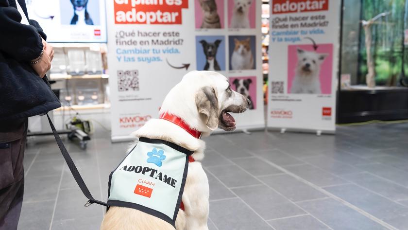 El Plan es Adoptar campaña para fomentar la tenencia responsable de animales de compañía