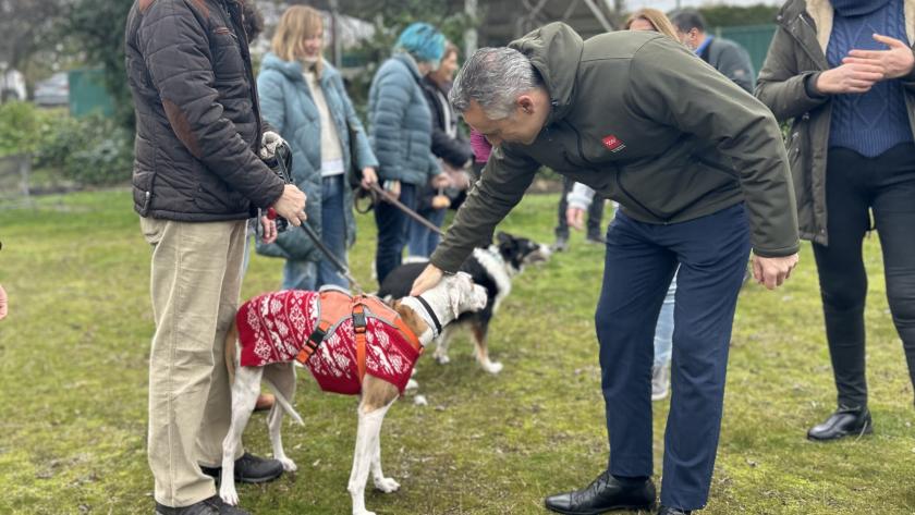 adopción adopción de animales