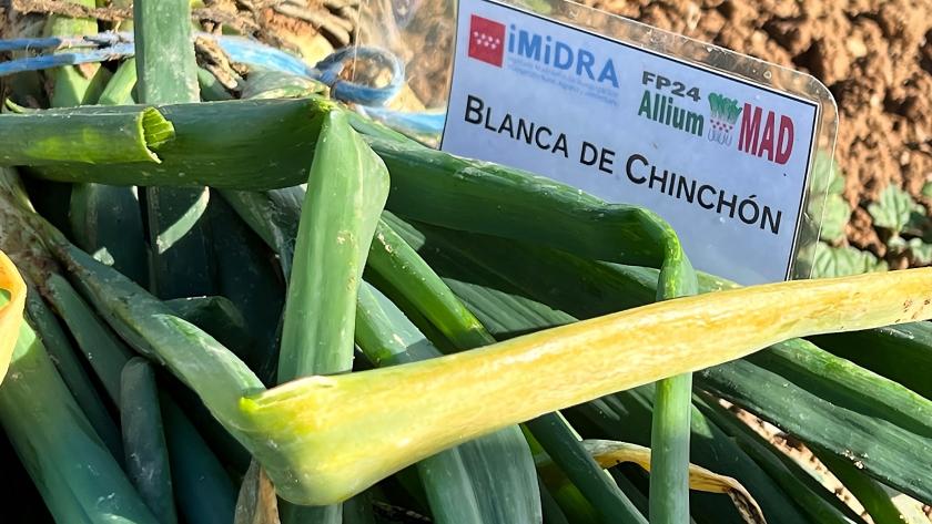 La Comunidad de Madrid registra por primera vez dos variedades de cebolla blanca y morada de Chinchón Cebolla blanca
