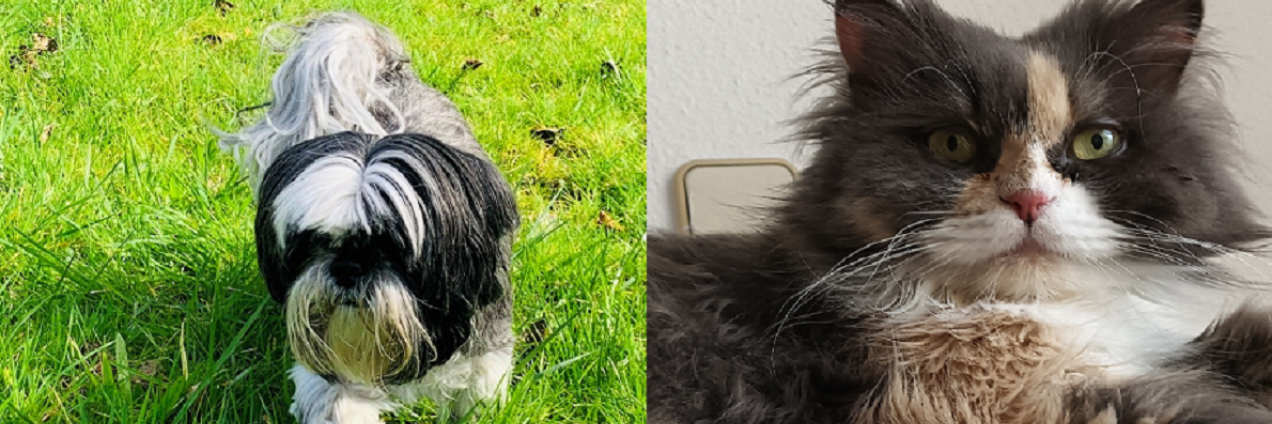 Programa mejores amigos