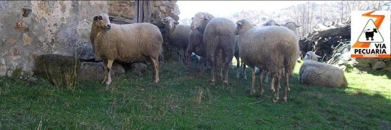 Merinas en vía pecuaria