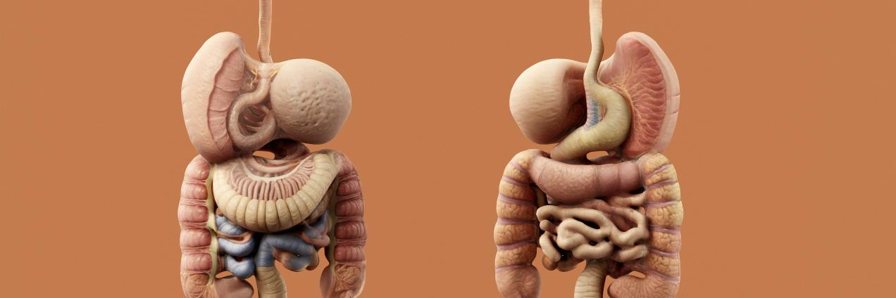 Recreación de dos aparatos digestivos de un ser humano
