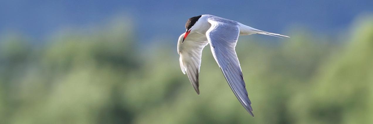 Aves migratorias