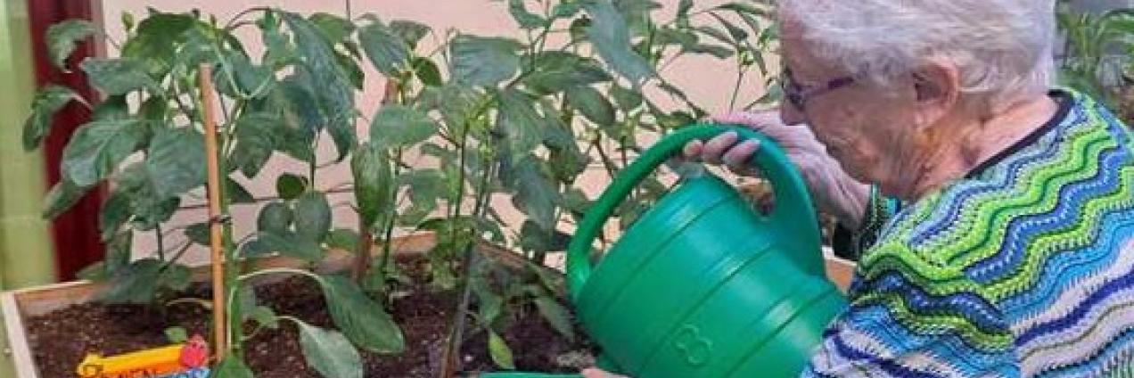 persona mayor cultivando