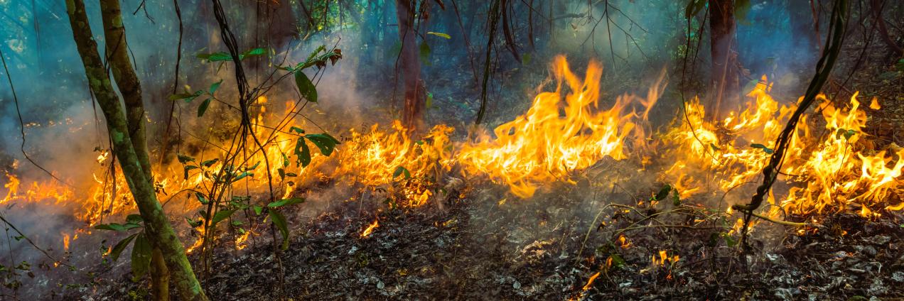 reportaje_incendios_imagen