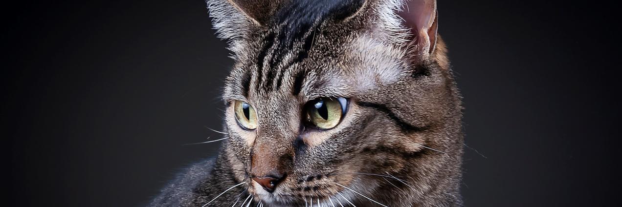 LOS GATOS EN EL MUNDO RURAL