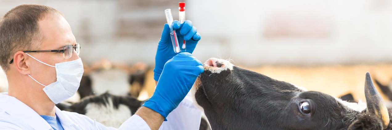 Medicamentos veterinarios