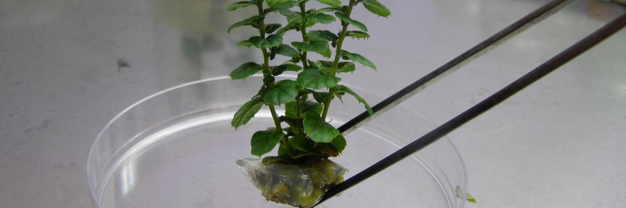 Organogénesis somática y regeneración de material vegetal selecto en el Instituto Madrileño de Investigación y Desarrollo Rural, Agrario y Alimentari