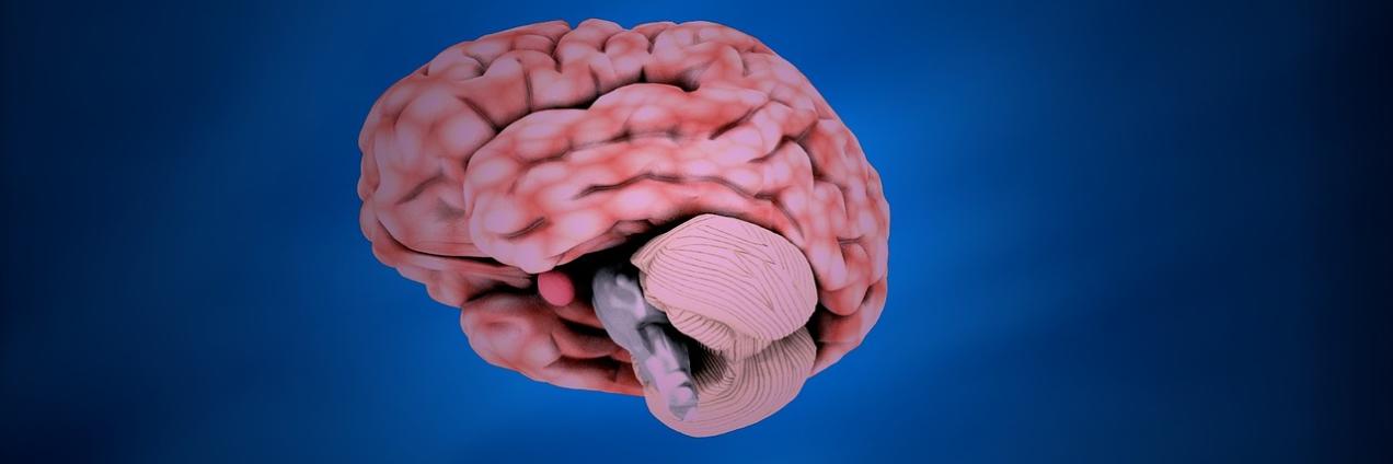 Infografía de un cerebro